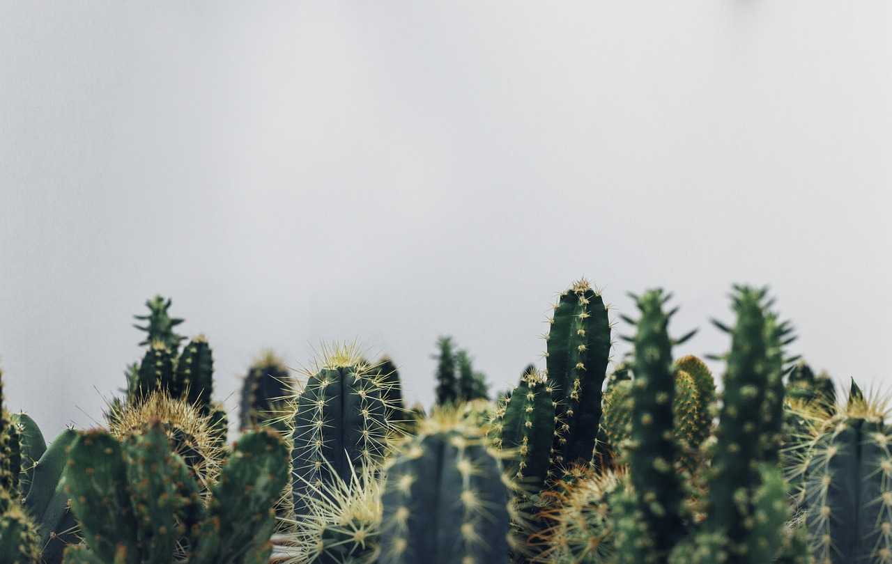 cactusdesign.it background